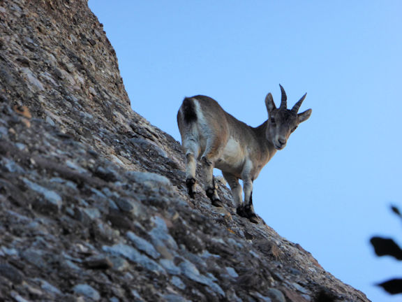 climber